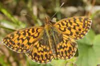 Boloria dia