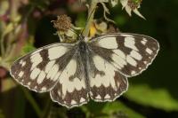 Melanargia galathea