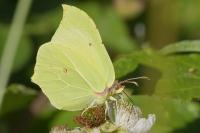 Gonepteryx rhamni