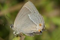 Quercusia quercus