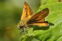 Ochlodes sylvanus
