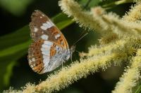 Limenitis camilla