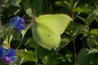 Gonepteryx rhamni