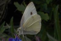 Pieris rapae
