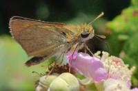 Thymelicus acteon
