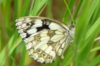 Melanargia galathea