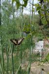Papilio machaon