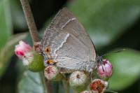 Quercusia quercus