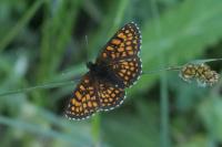 Melitaea athalia