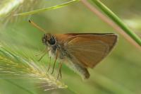 Thymelicus lineola