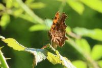 Polygonia c-album