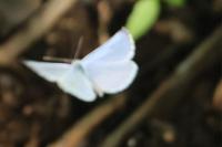 Celastrina argiolus