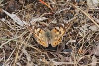 Vanessa cardui