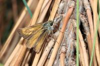 Thymelicus acteon