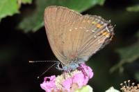 Satyrium ilicis
