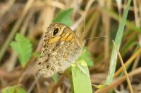 Lasiommata megera