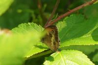 Pyronia tithonus