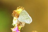 Celastrina argiolus