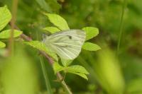 Pieris napi