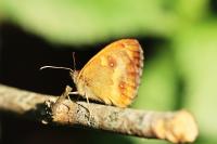Pyronia tithonus