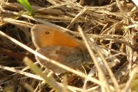 Coenonympha pamphilus