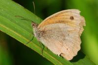Maniola jurtina