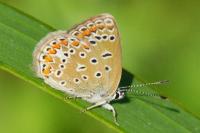 Polyommatus icarus