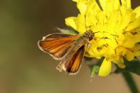 Thymelicus lineola