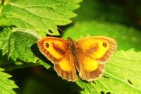 Pyronia tithonus