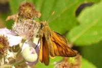 Ochlodes sylvanus