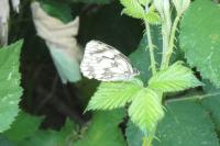 Melanargia galathea