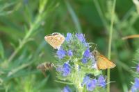 Aricia agestis
