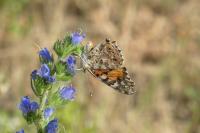 Vanessa cardui
