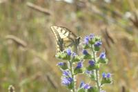 Papilio machaon