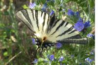 Iphiclides podalirius