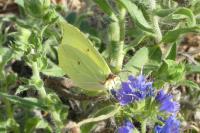 Gonepteryx rhamni