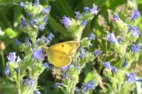 Colias crocea