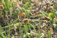 Coenonympha pamphilus