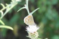 Aricia agestis
