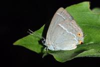 Quercusia quercus