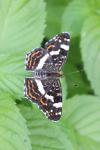 Araschnia levana