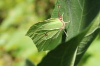 Gonepteryx rhamni