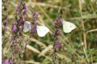 Pieris rapae
