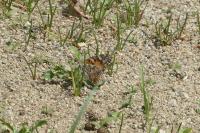 Vanessa cardui