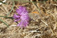 Coenonympha pamphilus