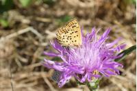 Lycaena tityrus