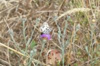 Melanargia galathea