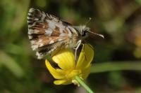 Pyrgus armoricanus