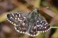Pyrgus armoricanus