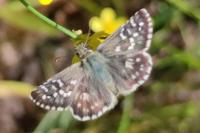 Pyrgus armoricanus